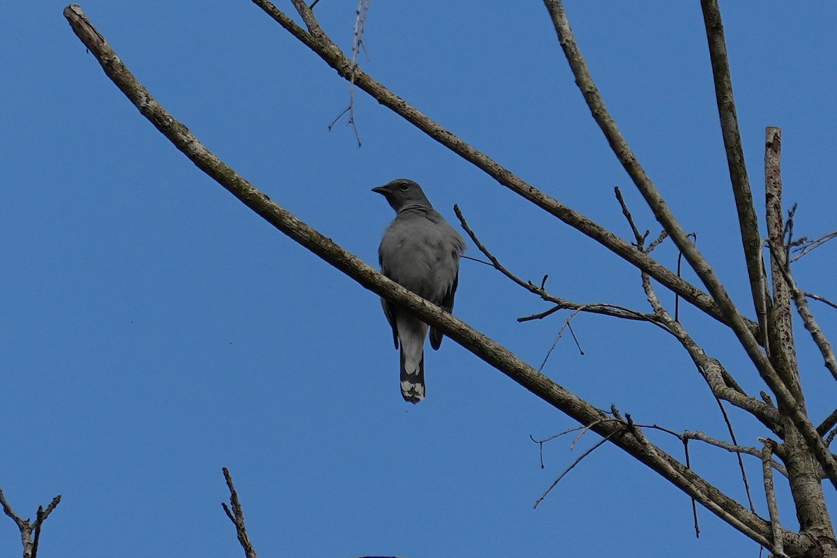 Kara Kanatlı Tırtılyiyen - ML644301862