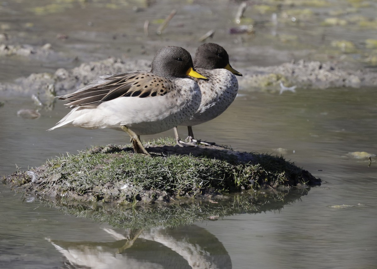 Sarcelle tachetée - ML644301863