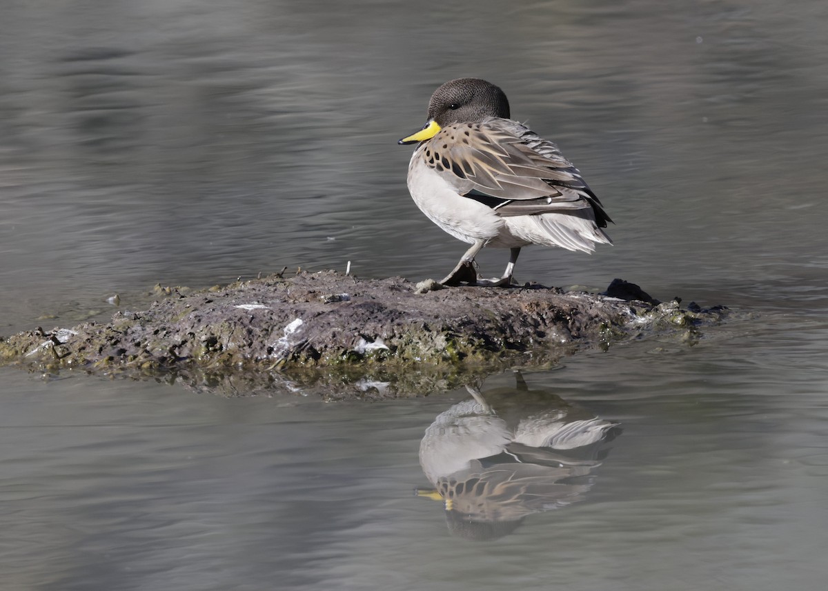 Sarcelle tachetée - ML644301864