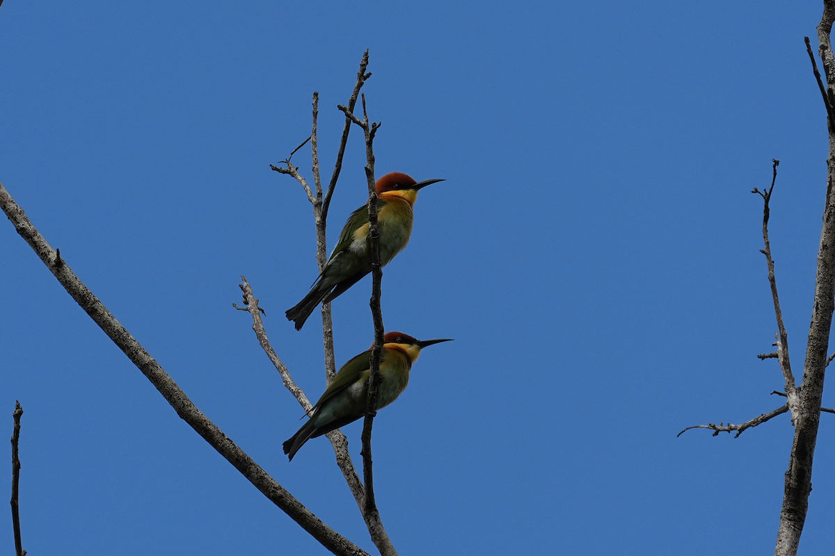 Chestnut-headed Bee-eater - ML644301865
