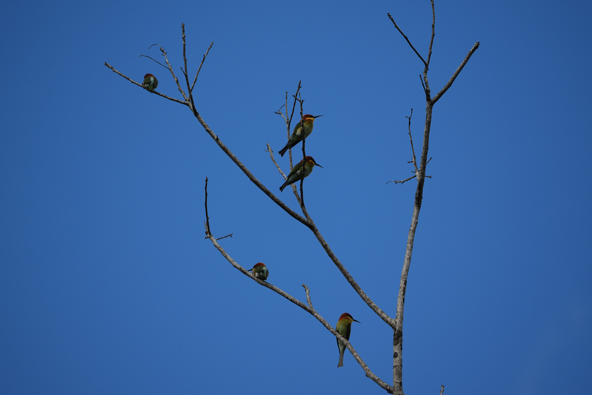 Chestnut-headed Bee-eater - ML644301866
