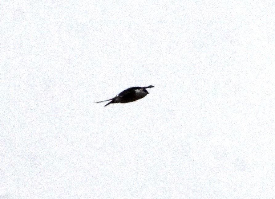 スミレミドリツバメ - ML644301886