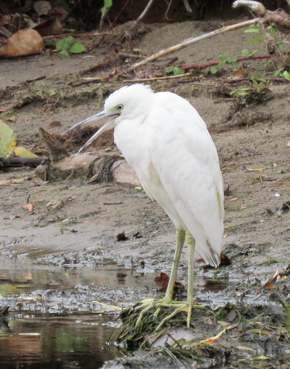 Little Blue Heron - ML644301898