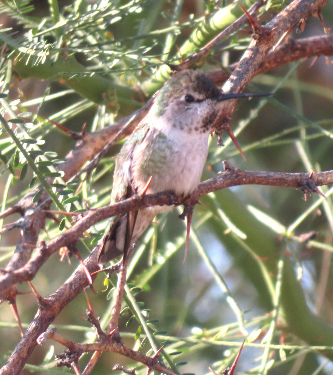 Anna's Hummingbird - ML644301901