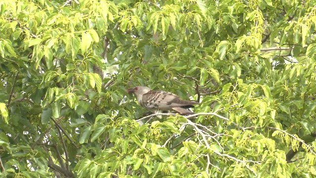 Channel-billed Cuckoo - ML644301902