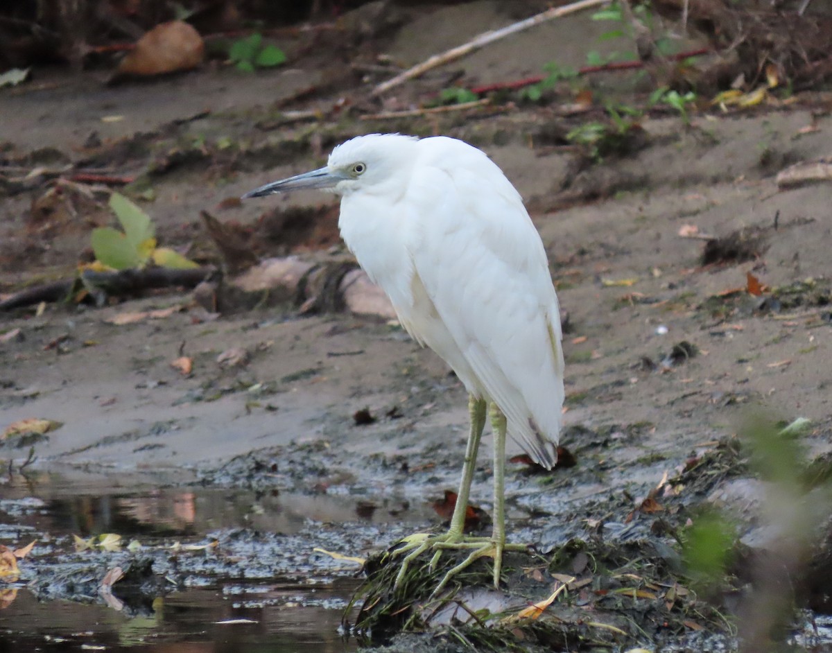 Little Blue Heron - ML644301903