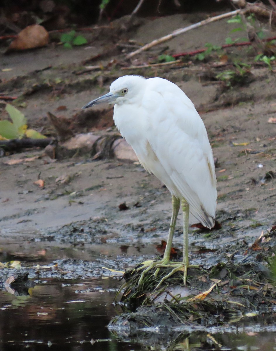 Little Blue Heron - ML644301904