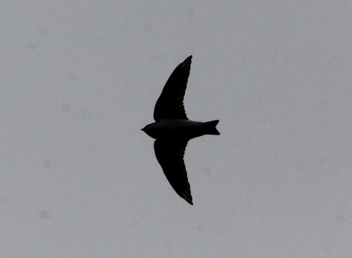 スミレミドリツバメ - ML644301906