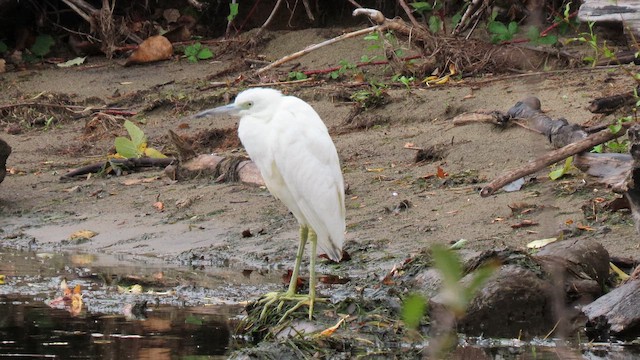Little Blue Heron - ML644301908