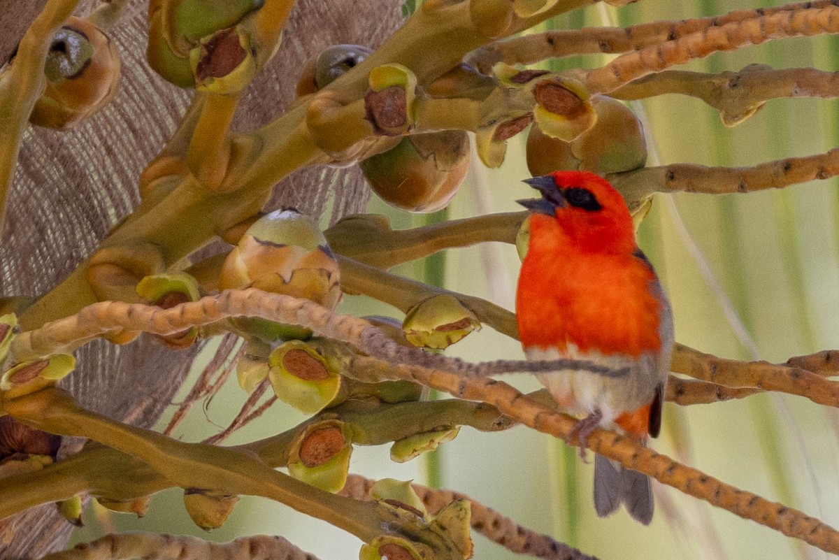 Foudi rouge - ML644301909