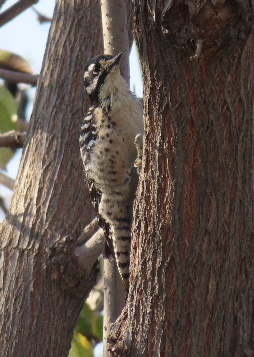 Nuttall's Woodpecker - ML644301910