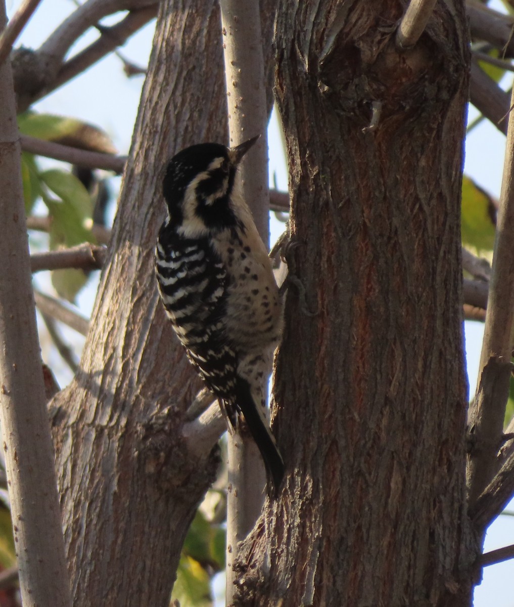 Nuttall's Woodpecker - ML644301911