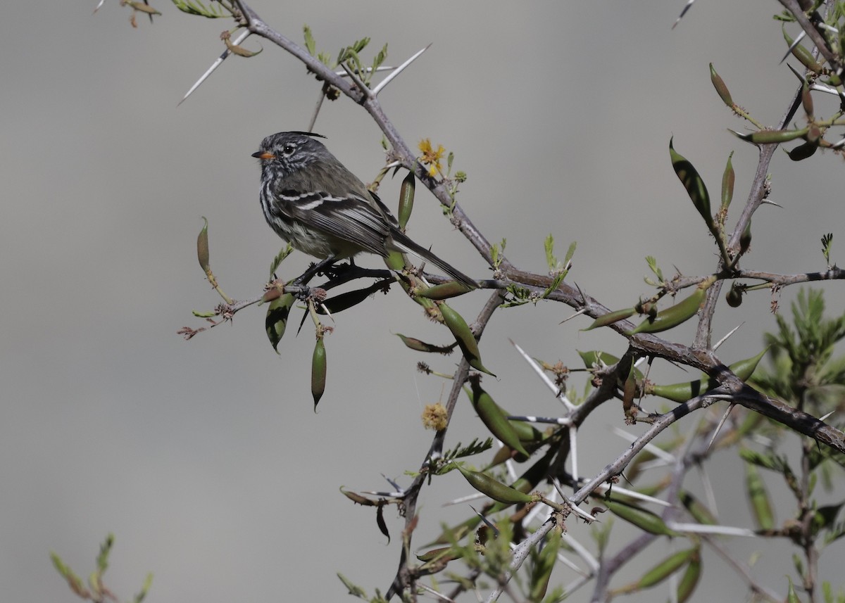 Yellow-billed Tit-Tyrant - ML644301913