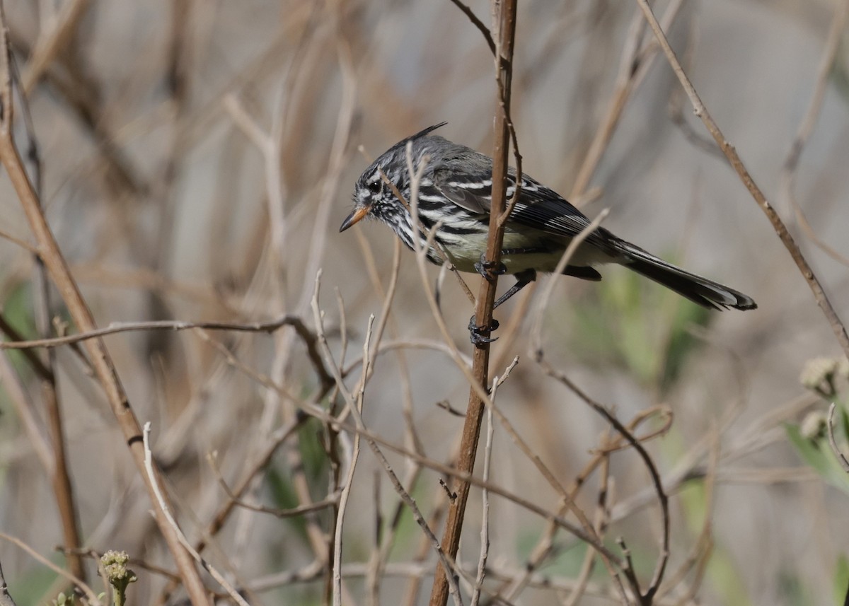 Yellow-billed Tit-Tyrant - ML644301914