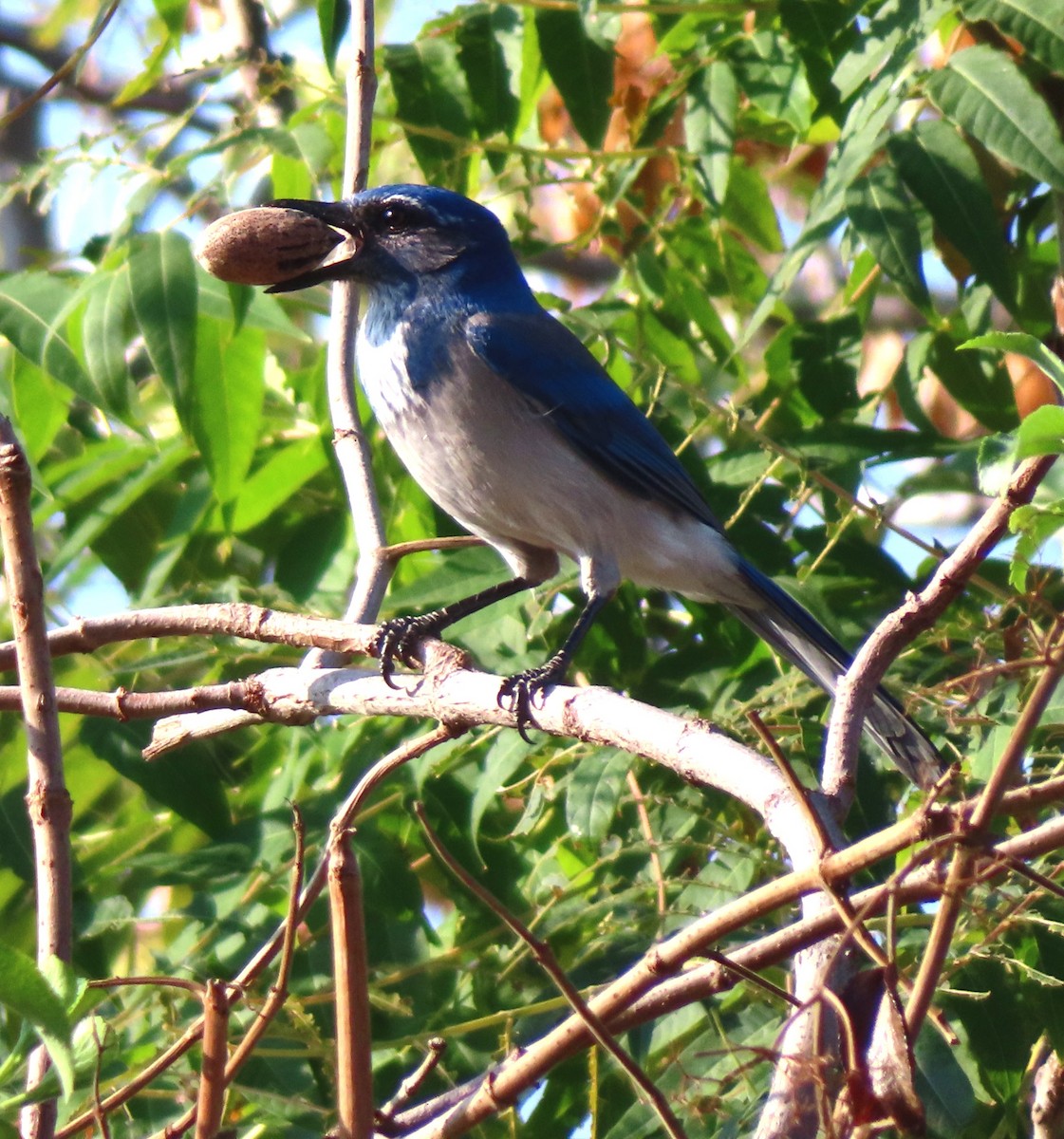 California Scrub-Jay - ML644301915