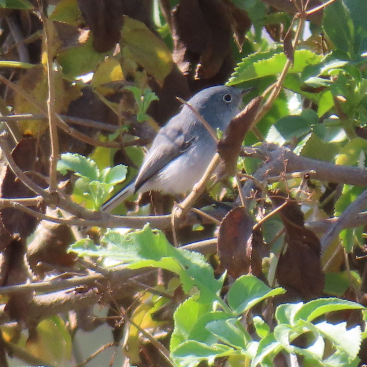 Blue-gray Gnatcatcher - ML644301916