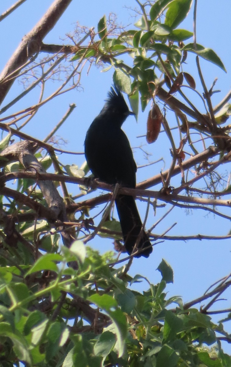 Phainopepla - ML644301919