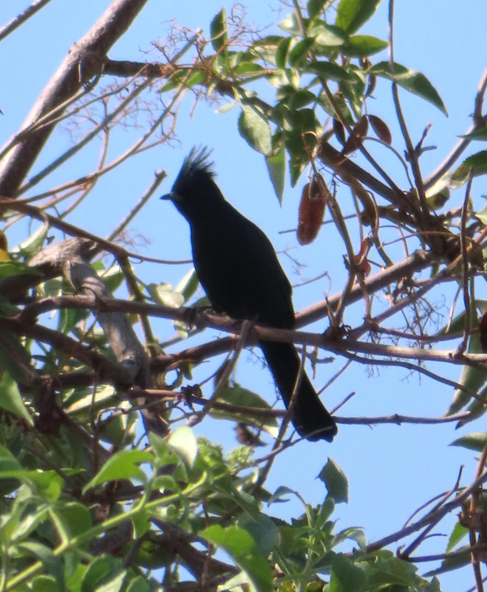 Phainopepla - ML644301920