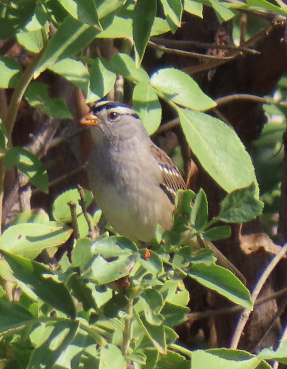 Porsuk Serçesi - ML644301922