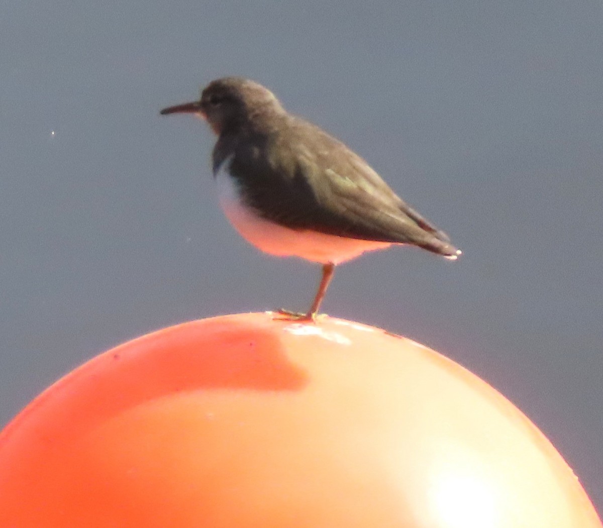 Spotted Sandpiper - ML644301924