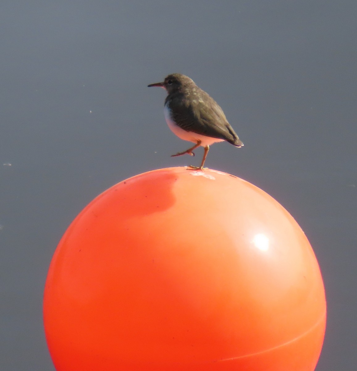 Spotted Sandpiper - ML644301925