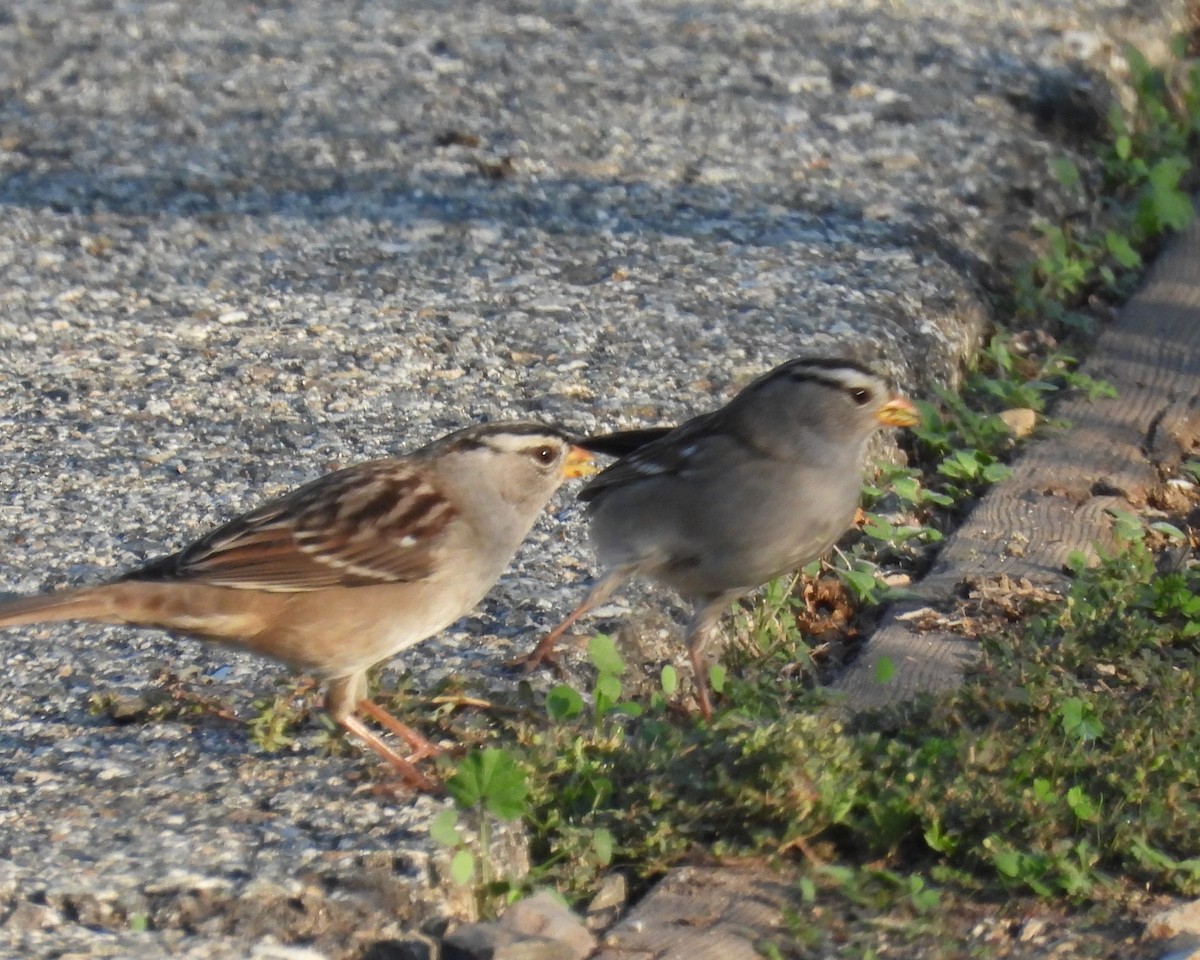 Porsuk Serçesi - ML644301926