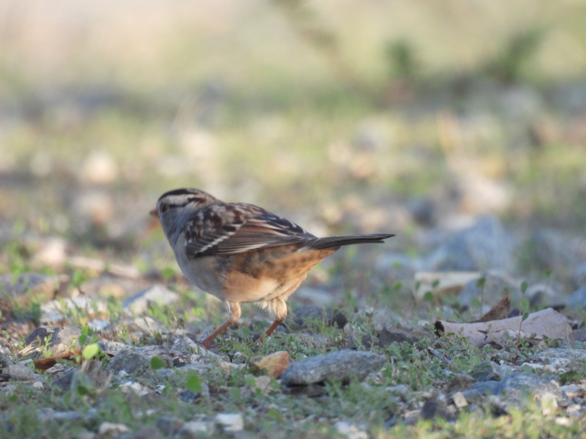 Porsuk Serçesi - ML644301928