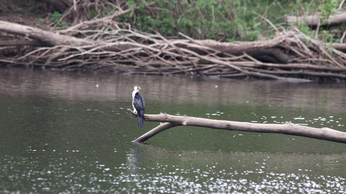 Little Pied Cormorant - ML644301931