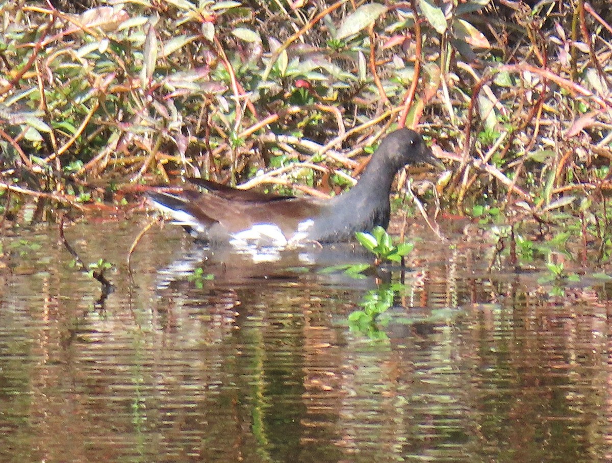 アメリカバン - ML644301932