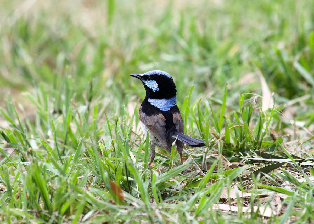 Superb Fairywren - ML644301934