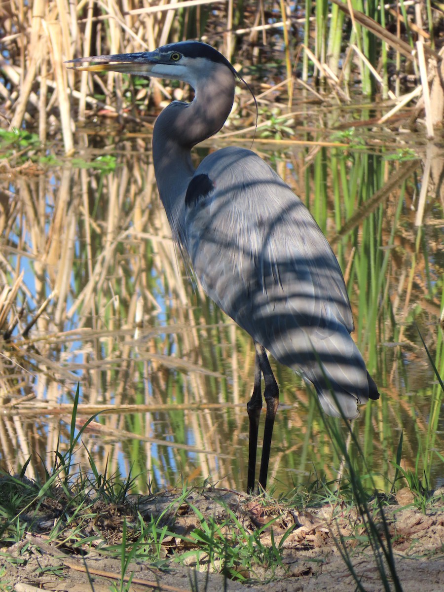 Great Blue Heron - ML644301935