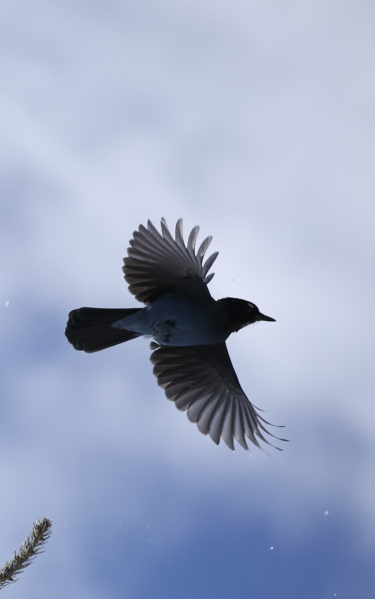 Стеллерова сойка - ML644301944