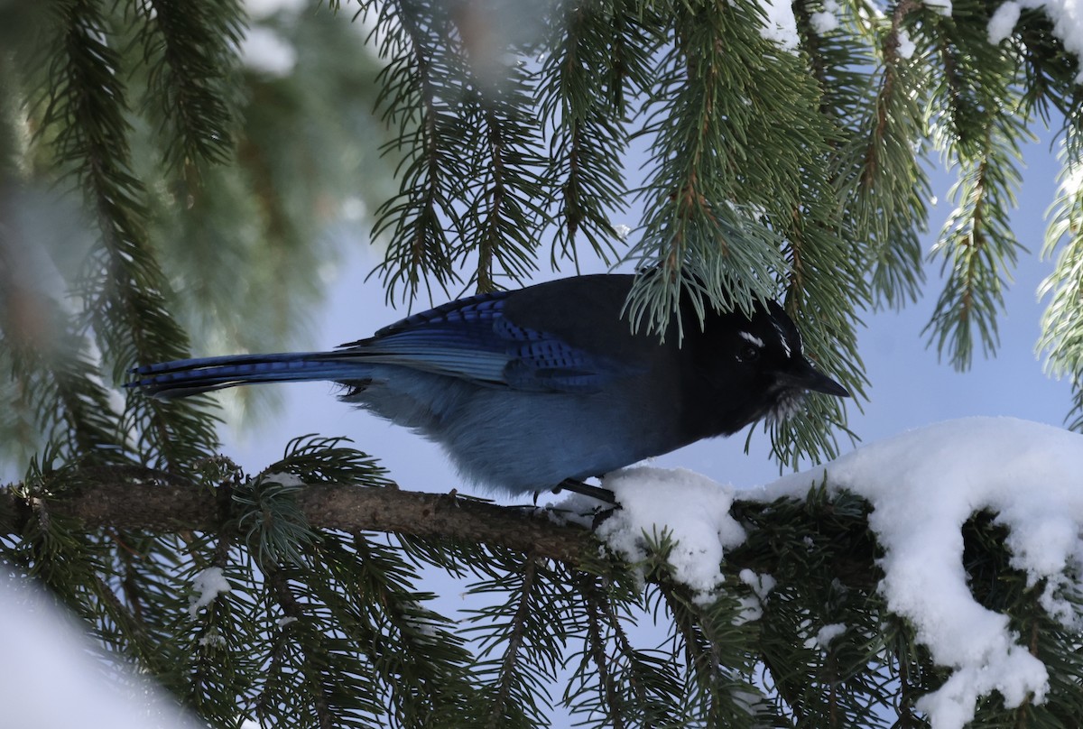 Стеллерова сойка - ML644301945