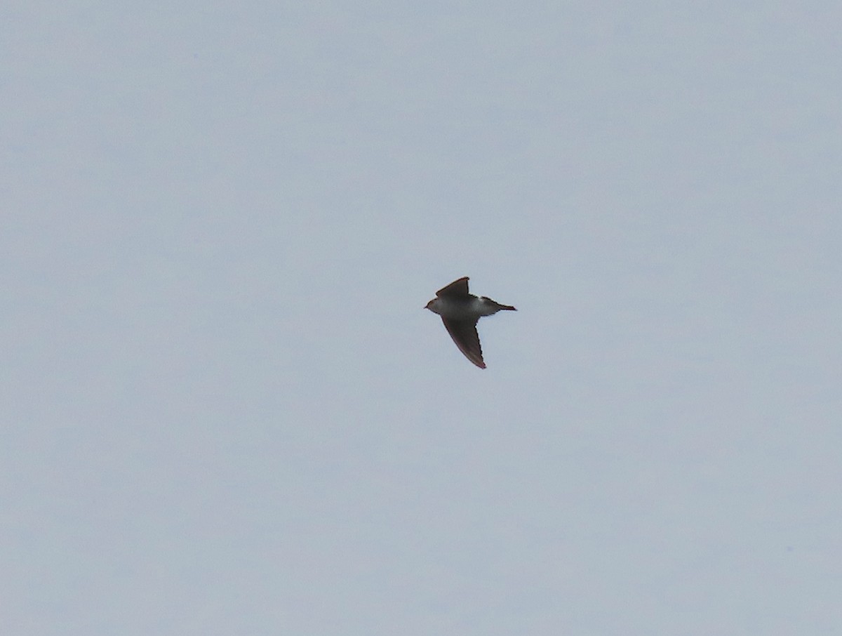 スミレミドリツバメ - ML644301946