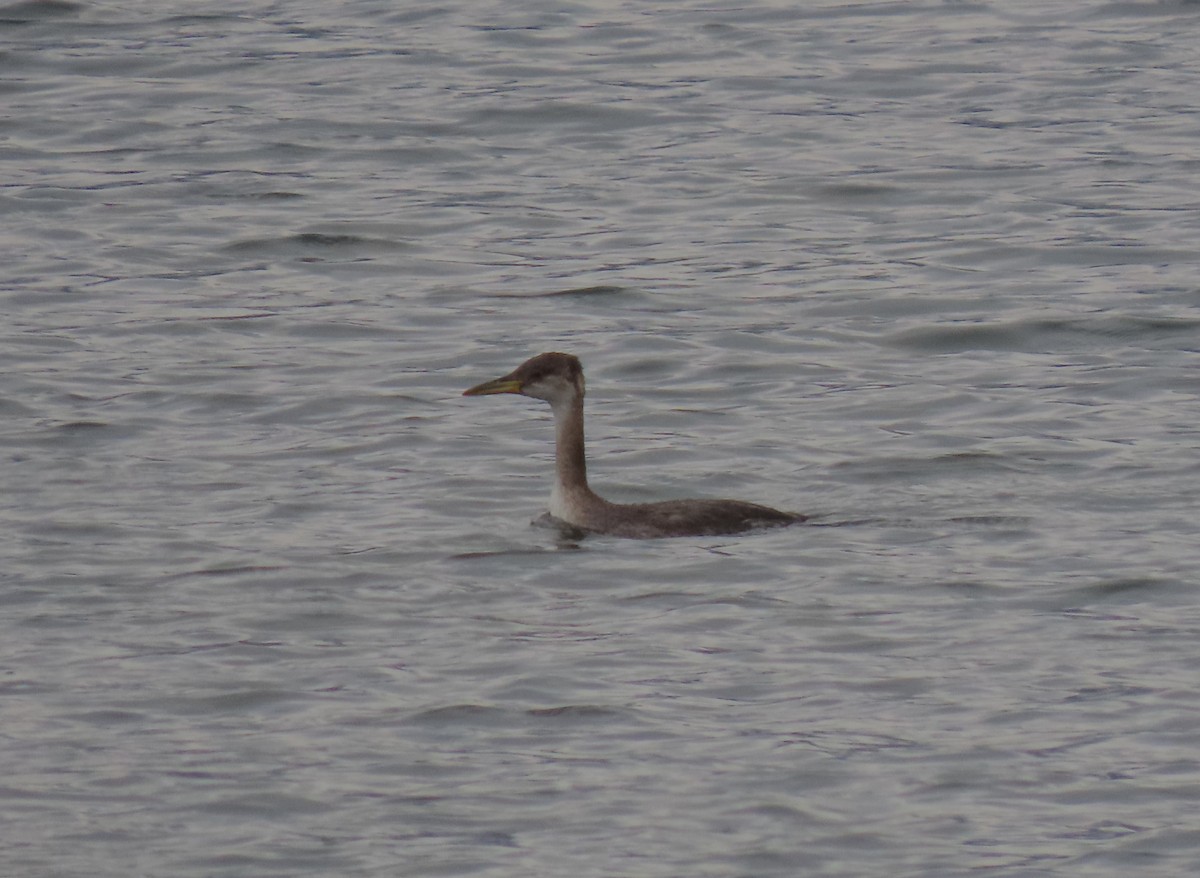 Red-necked Grebe - ML644301948