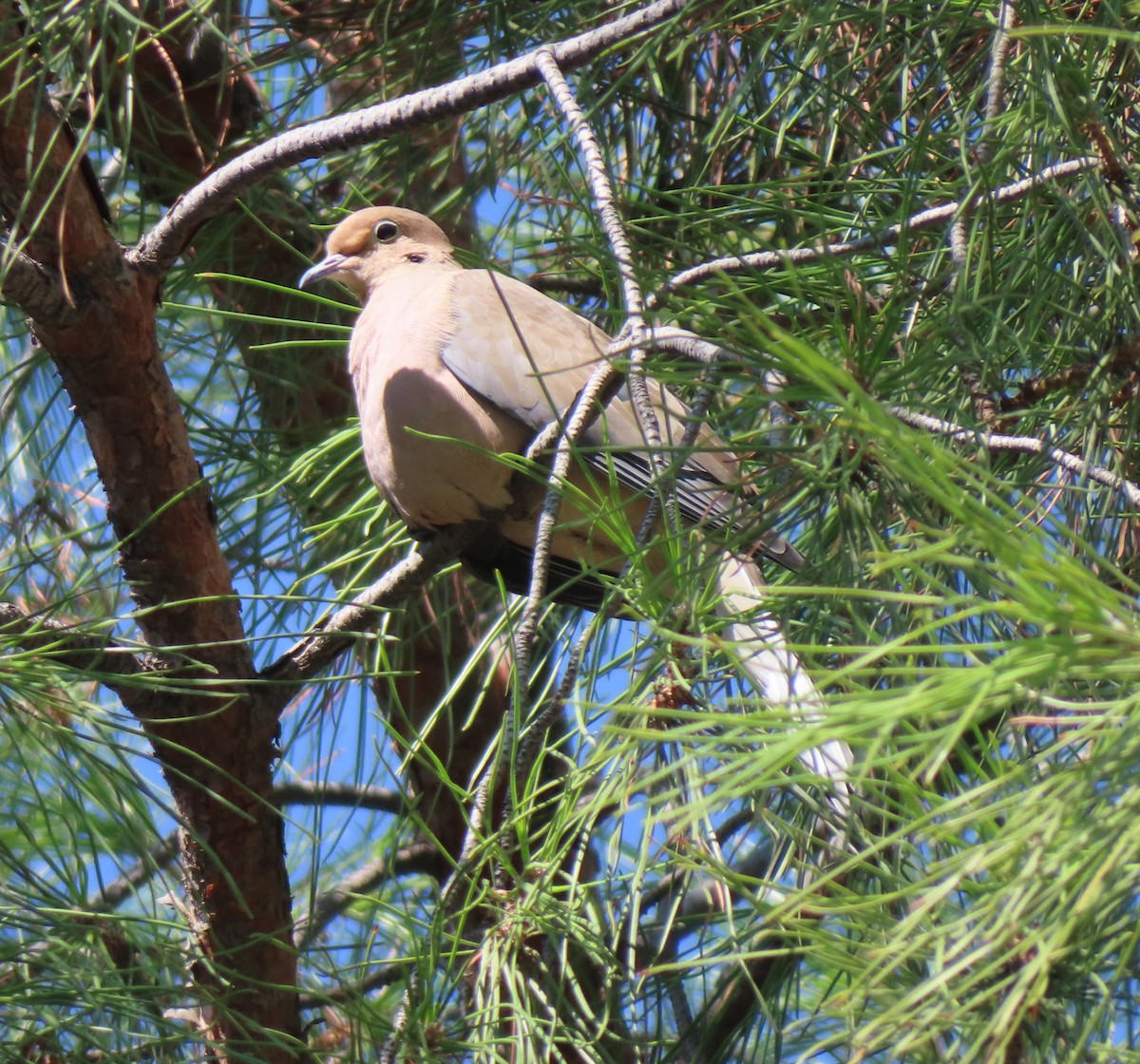 Mourning Dove - ML644301949