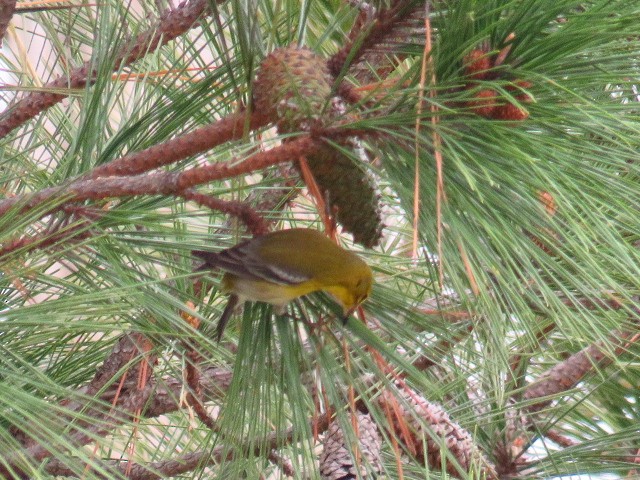 סבכון אורנים - ML644301952