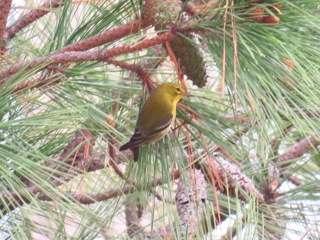 סבכון אורנים - ML644301957