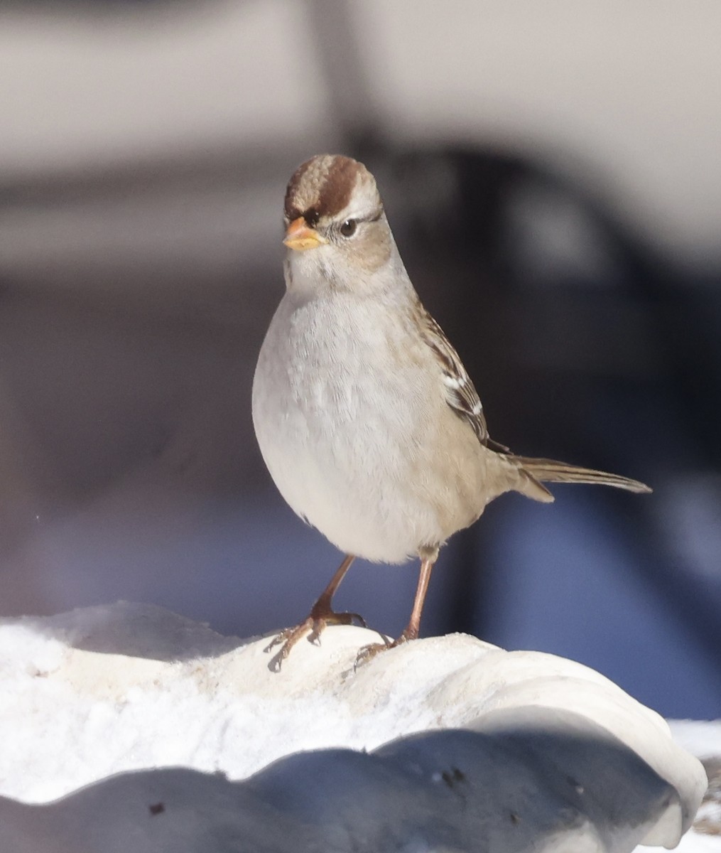 Porsuk Serçesi - ML644301961