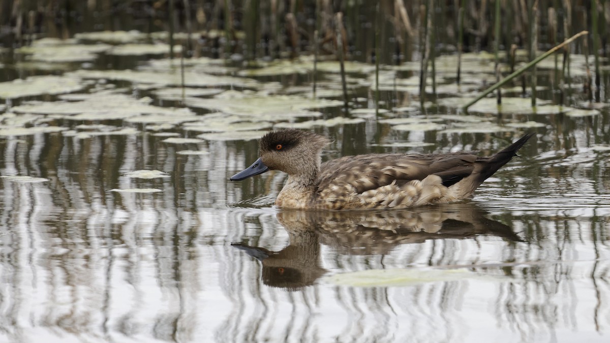 カンムリガモ - ML644301964