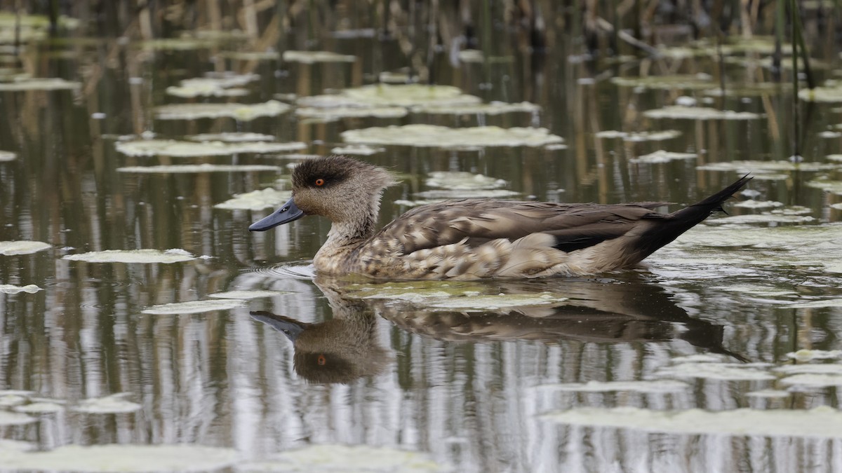 カンムリガモ - ML644301965