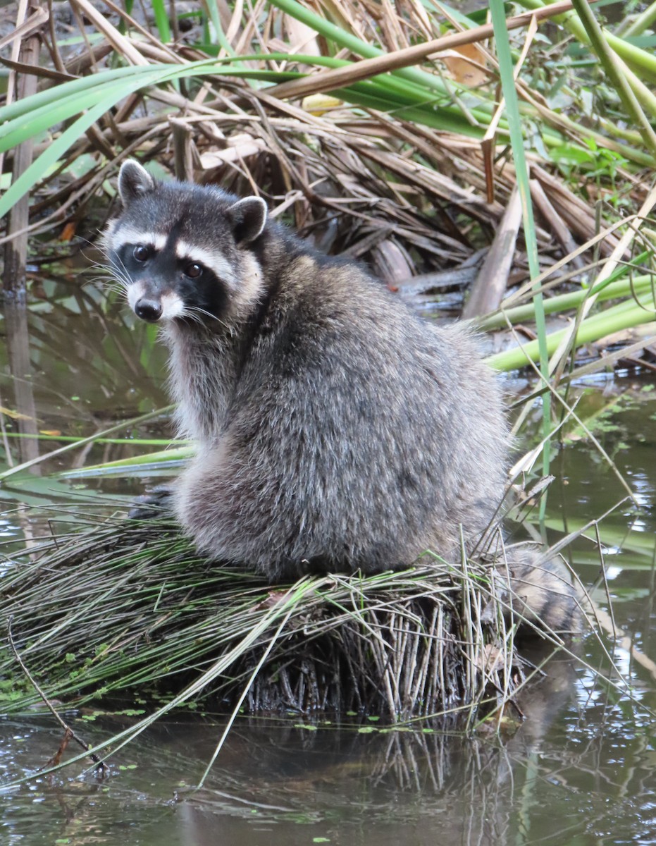 Common Raccoon - ML644301966
