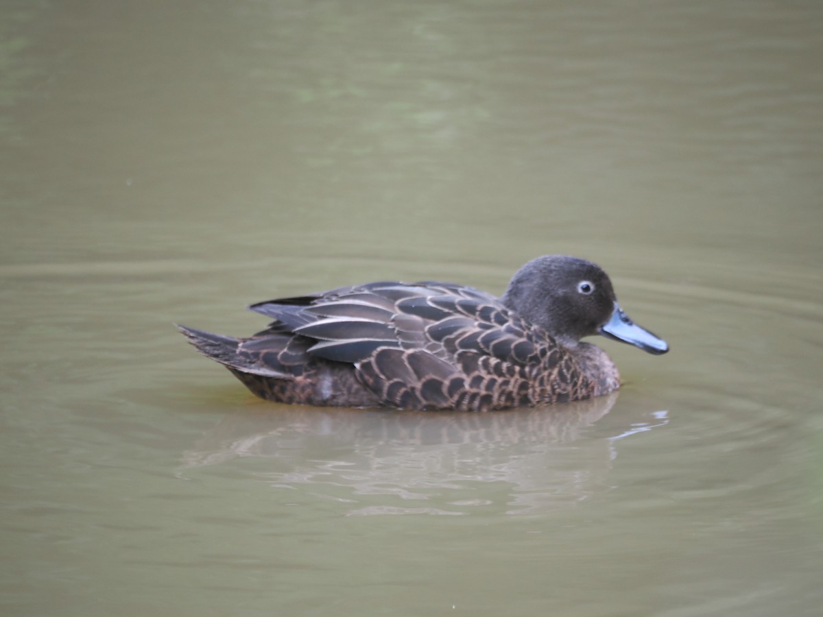 čírka novozélandská - ML644301976