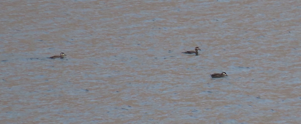 Surf Scoter - ML644301977