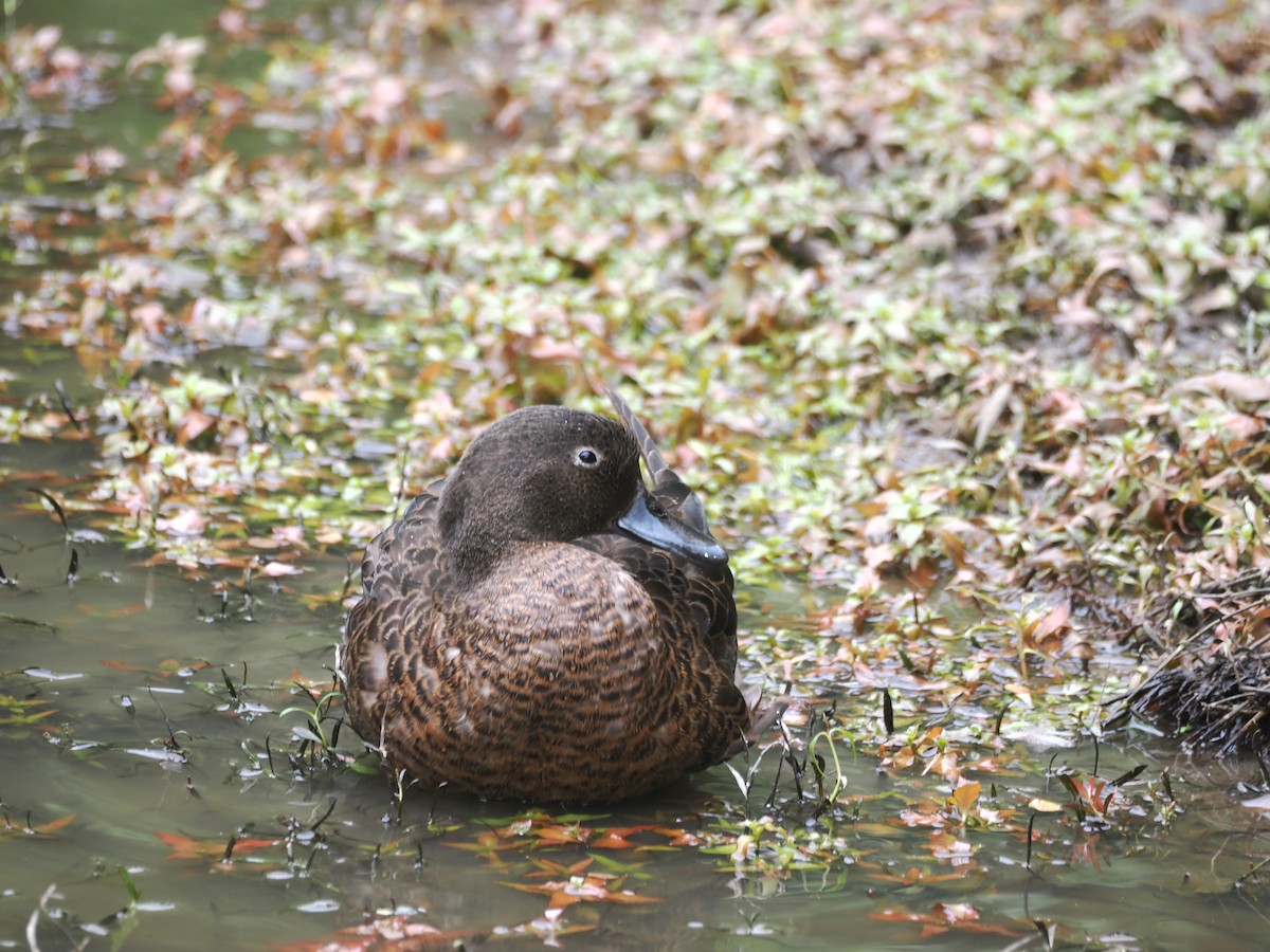 čírka novozélandská - ML644301979