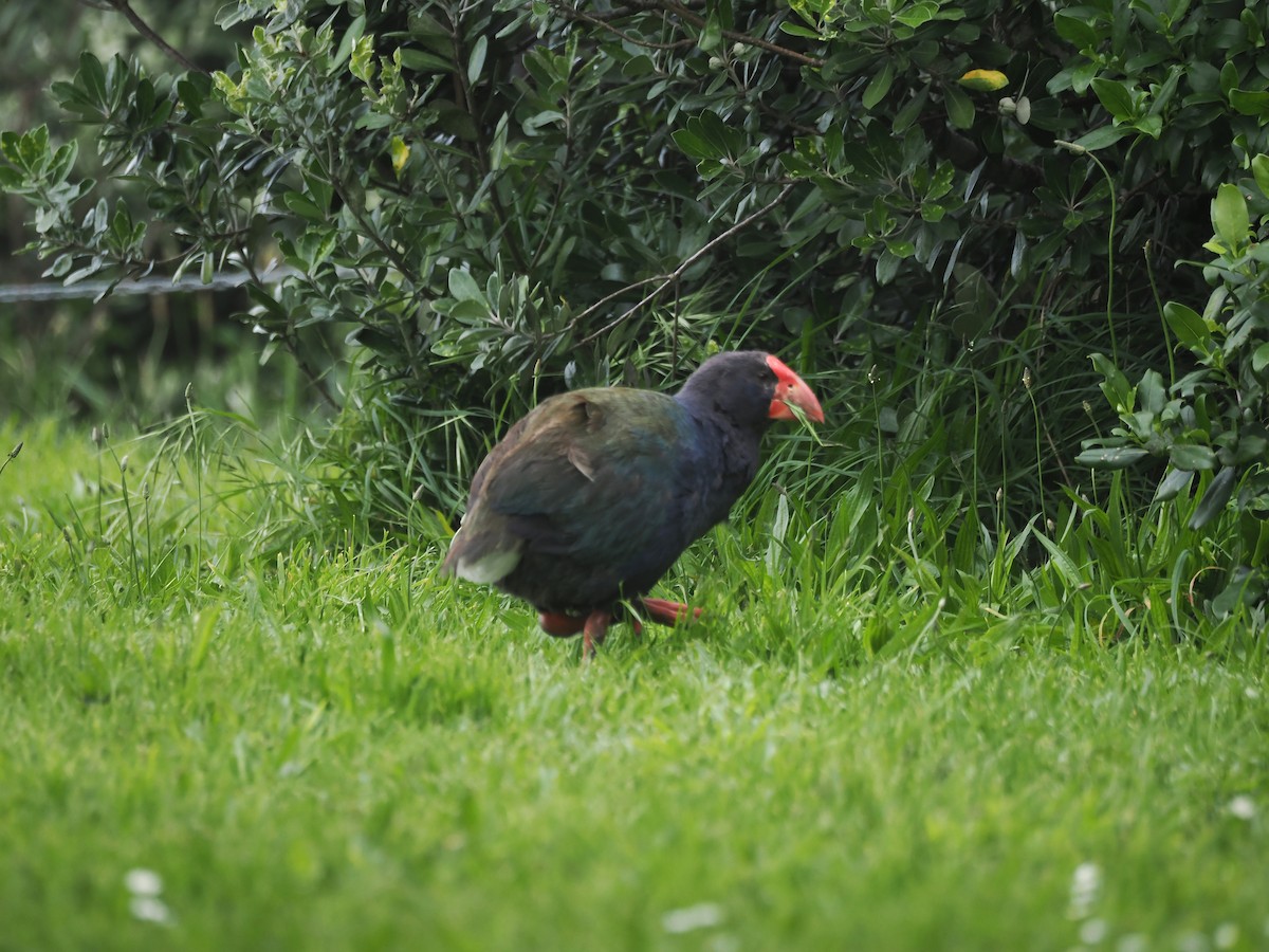 slípka novozélandská - ML644301983