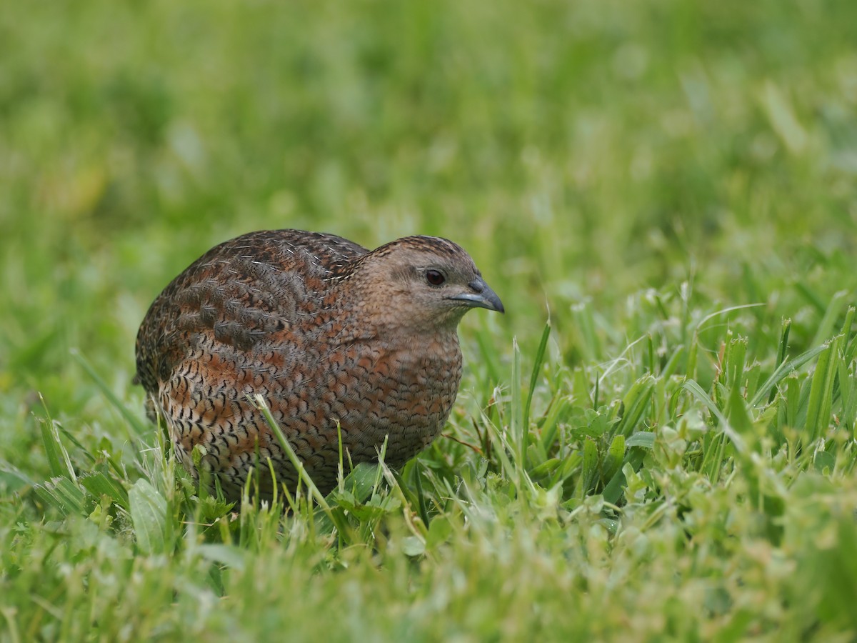 Перепілка бура - ML644301990