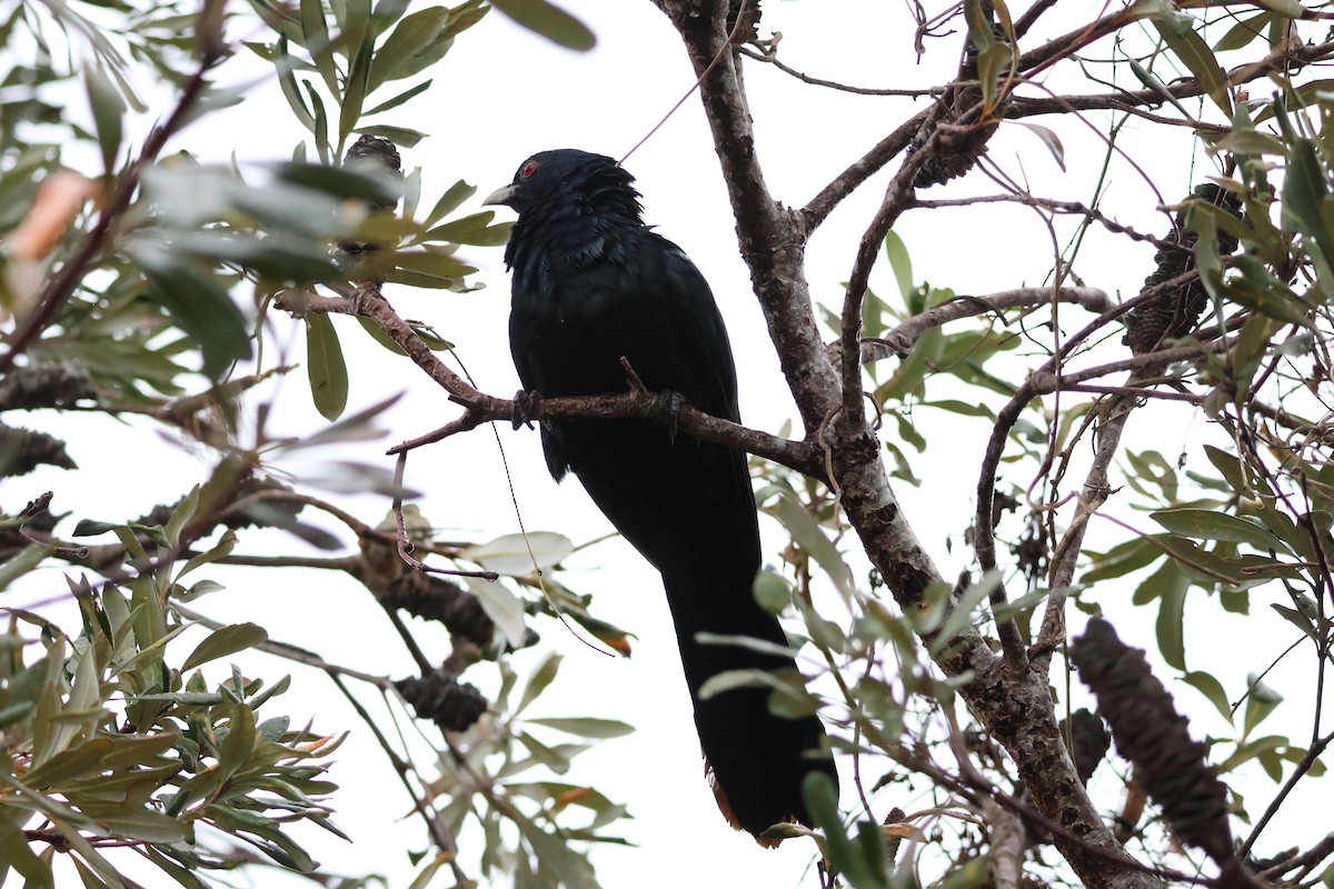 Pacific Koel - ML644301992