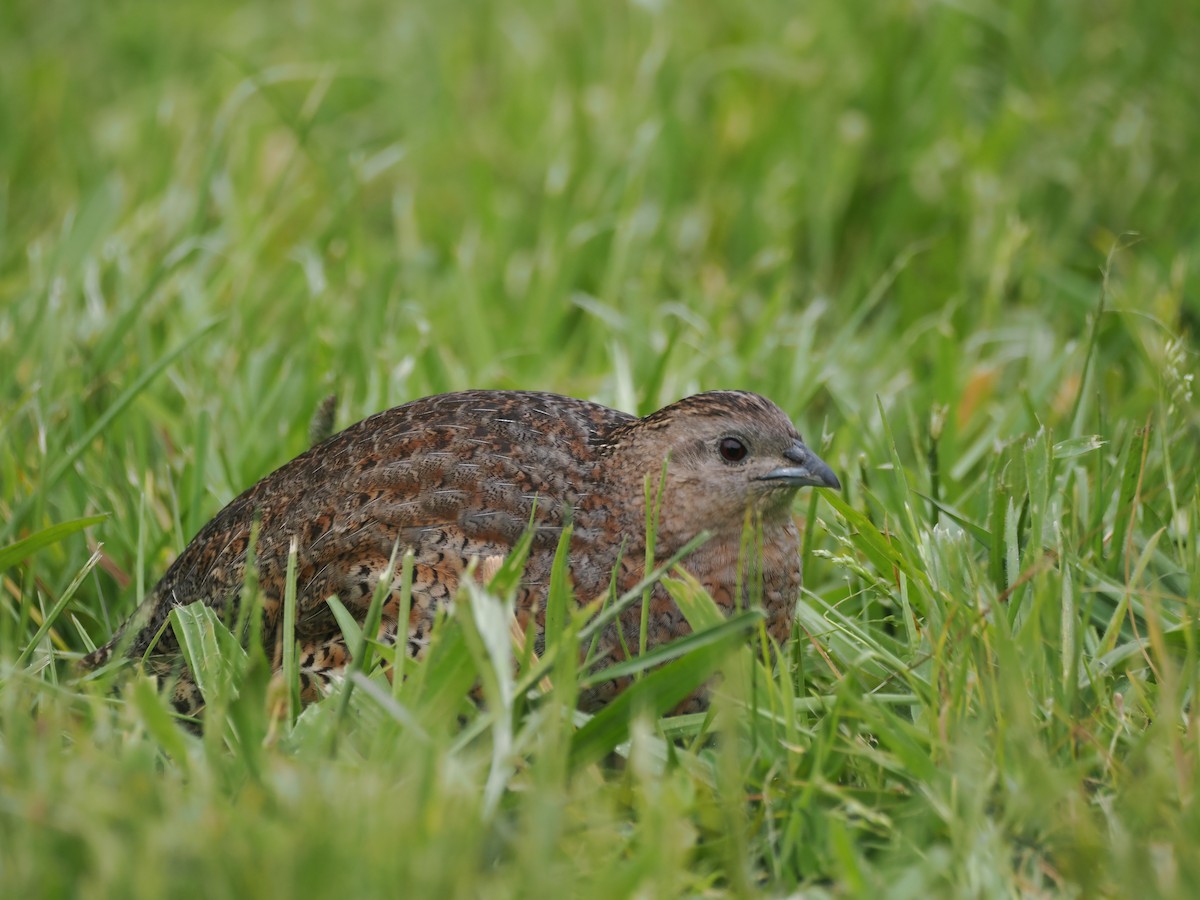 Перепілка бура - ML644301993