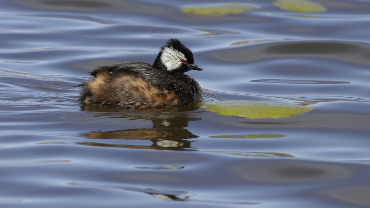 White-tufted Grebe - ML644301994
